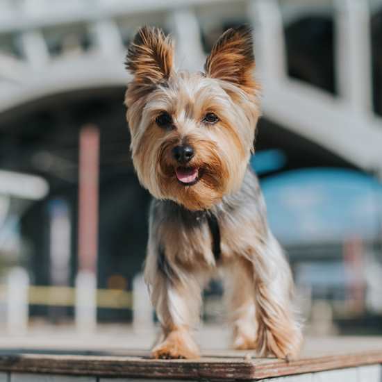 Dogs in CLE: Pet-Friendly Hotels